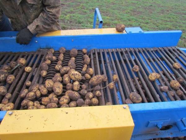 Однорядный картофелеуборочный комбайн - большое изображение 5