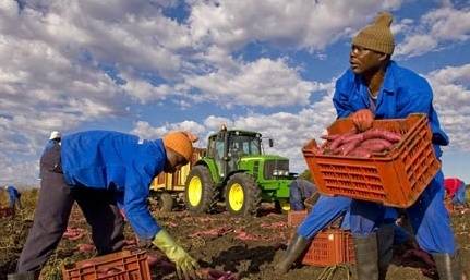 Сельскохозяйственные работы в Африке